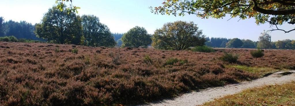 Heide, een van de meest kenmerkende leefgebieden in ons land (foto: Wout van der Slikke)