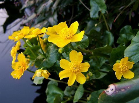 Gewone dotterbloem (Foto: Wildfeuer)