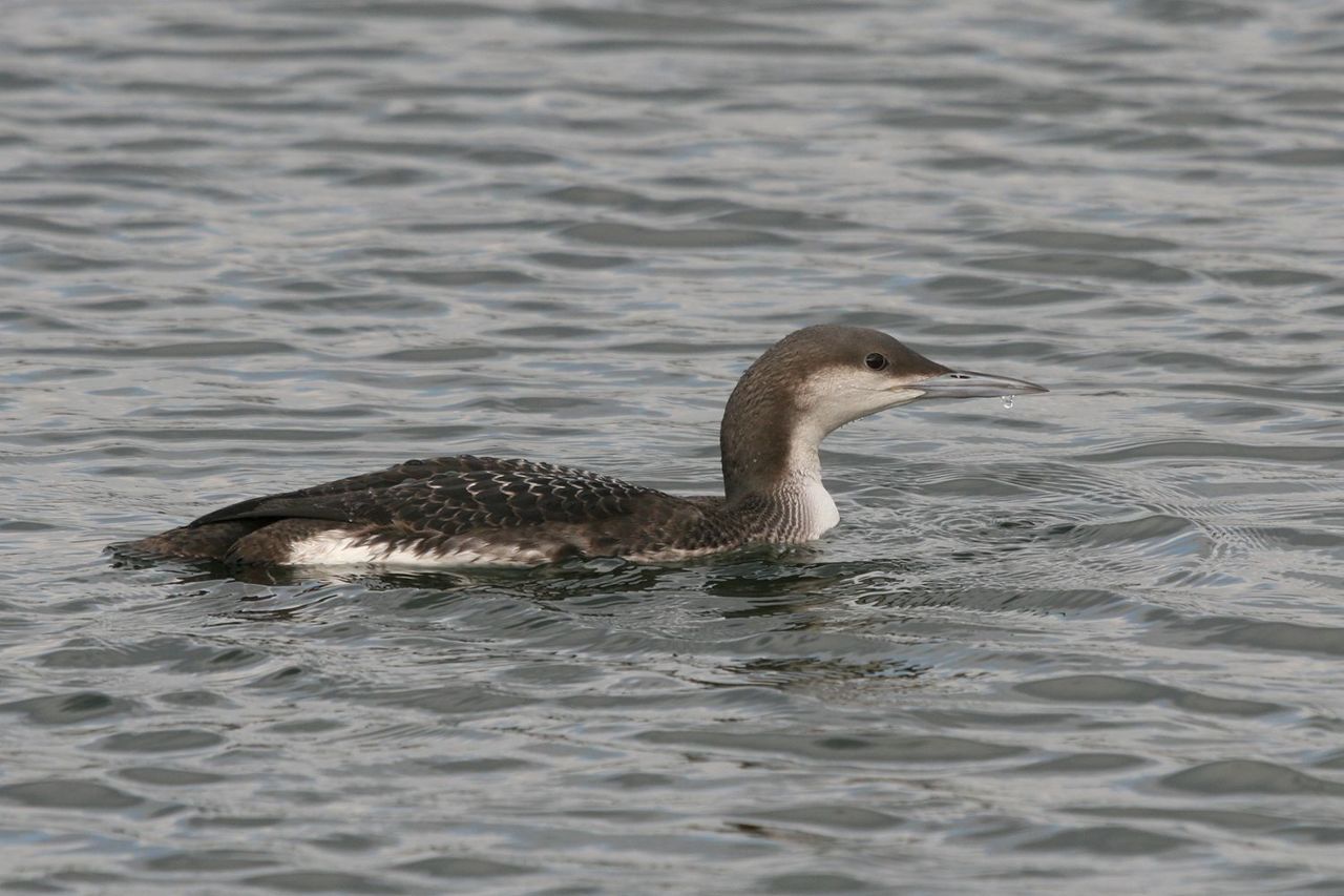 Parelduikers worden regelmatig als bijvangst bovengehaald in de Oostzee (Foto: Johan Buckens)