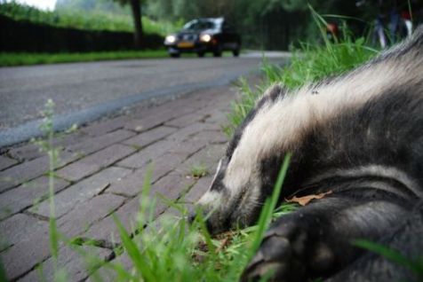 Met het telproject Dieren onder de wielen wil Natuurpunt het aantal verkeersslachtoffers terugdringen. (foto: Jasja Dekker, Zoogdiervereniging)