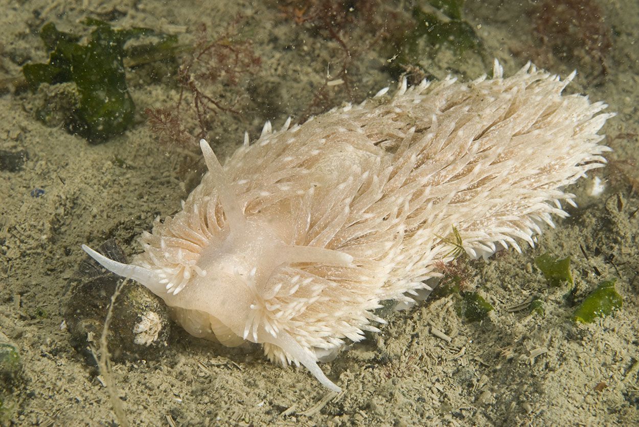 Een volwassen Grote vlokslak kan in het voorjaar tot ongeveer twaalf centimeter groot worden, Grevelingenmeer (foto: Peter H van Bragt)