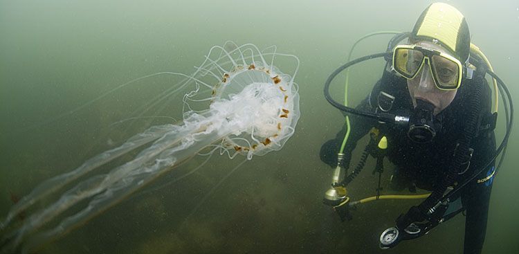 Kompaskwal met sportduiker in Oosterschelde, 2008 (foto: Peter H. van Bragt)