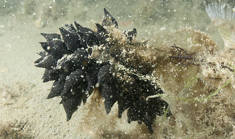 Eikapsels Zeekat, Oosterschelde 2009 (foto: Peter H van Bragt)