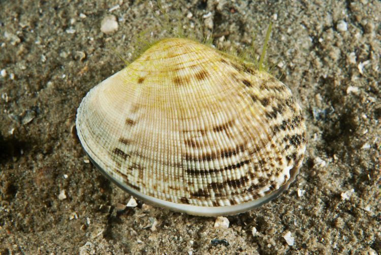 De schelpkleur van de Filippijnse tapijtschelp is zeer gevarieerd (foto: Peter H van Bragt)