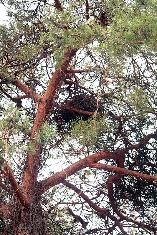 Eekhoornnest (foto: Maaike Plomp)