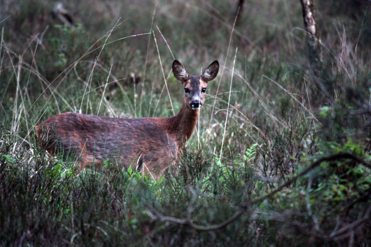 Ree (foto: Maaike Plomp)