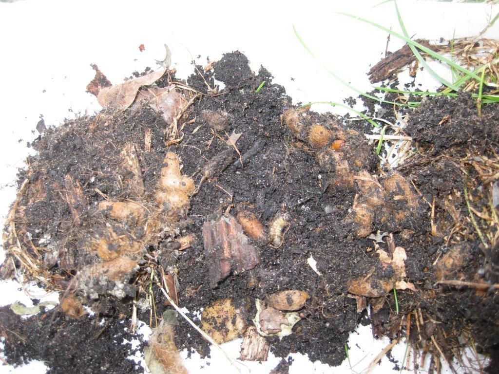 Uitgegraven bodemnest eikenprocessierups (foto: Silvia Hellingman)