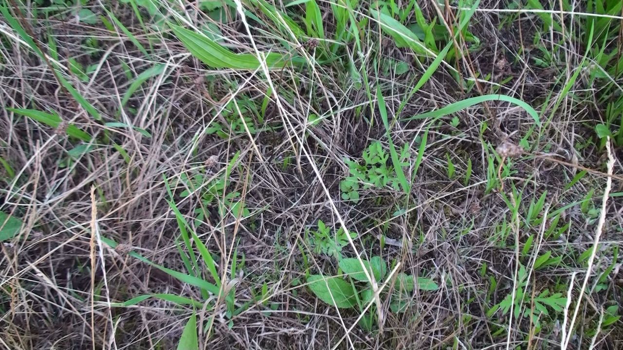 Meerdere kiemplantjes tussen het verdroogde gras (foto: Arnold van Vliet)