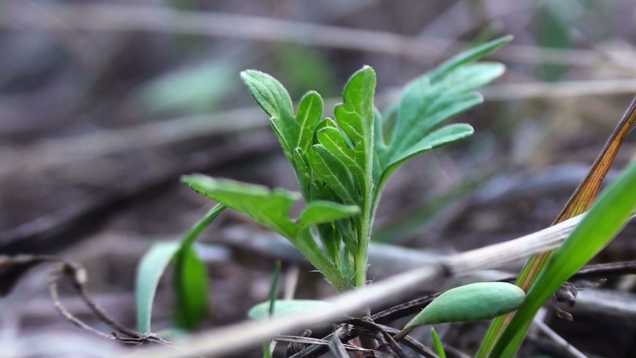 Kiemplantje ambrosia (foto: Arnold van Vliet)