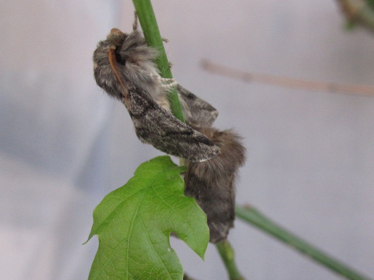 Paring tussen mannetje en vrouwtje eikenprocessievlinder (foto: Silvia Hellingman)