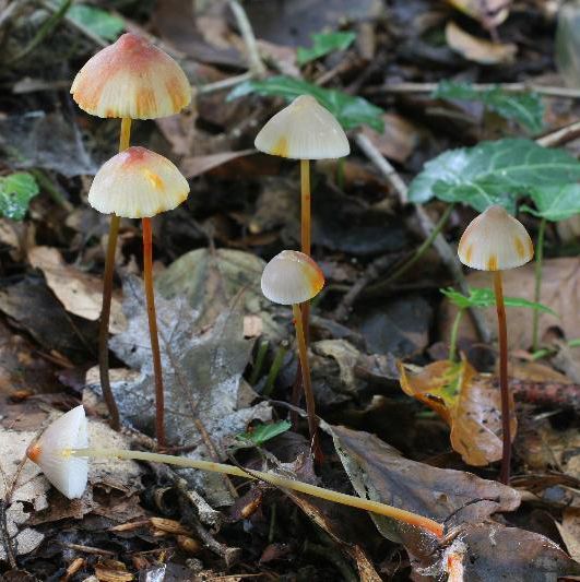 Prachtmycena (foto: Melchior van Tweel)