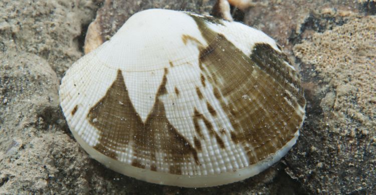 Filippijnse tapijtschelp in de Oosterschelde (foto: Peter H van Bragt)