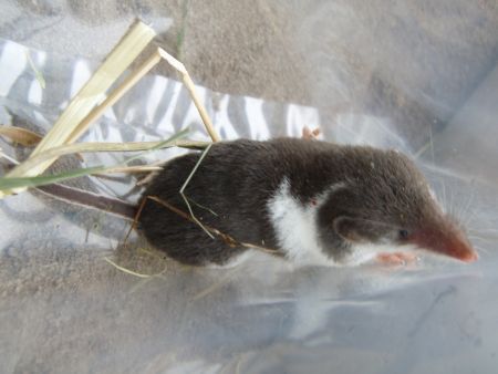 Veldspitsmuis met kleurvariatie (foto: Sil Westra)