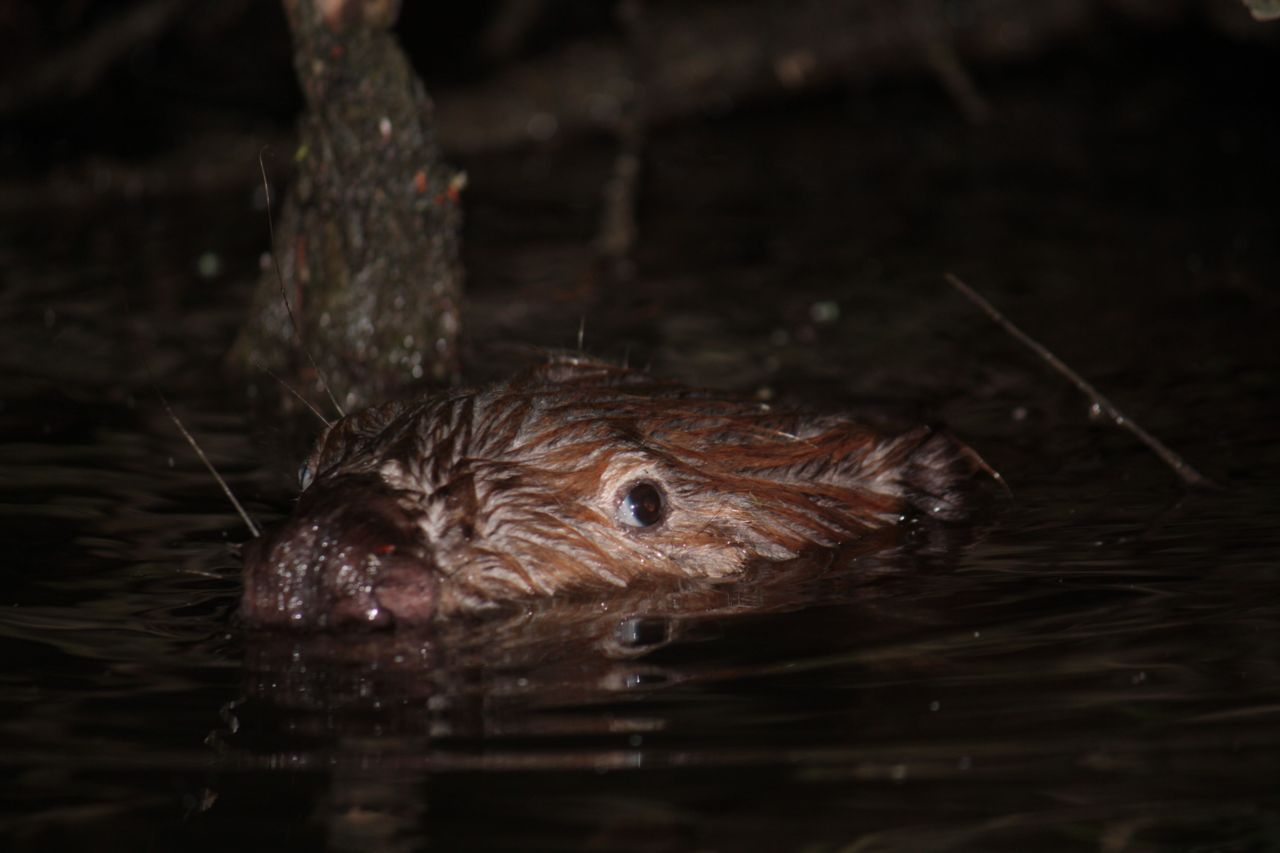 Bever in de Biesbosch (foto: Maaike Plomp)