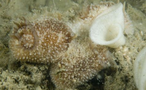 Rose sterslakken met eisnoer in Oosterschelde