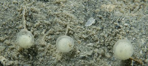 Eikapsel van ongedetermineerde zeeworm in Oosterschelde