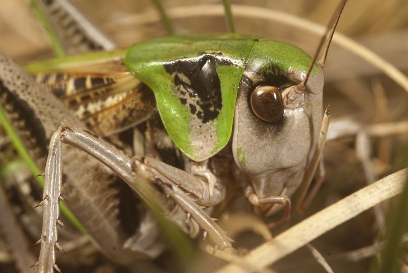 Een vroege wrattenbijter, op 5 juni gefotografeerd op de Hoge Veluwe (foto: Roy Kleukers)