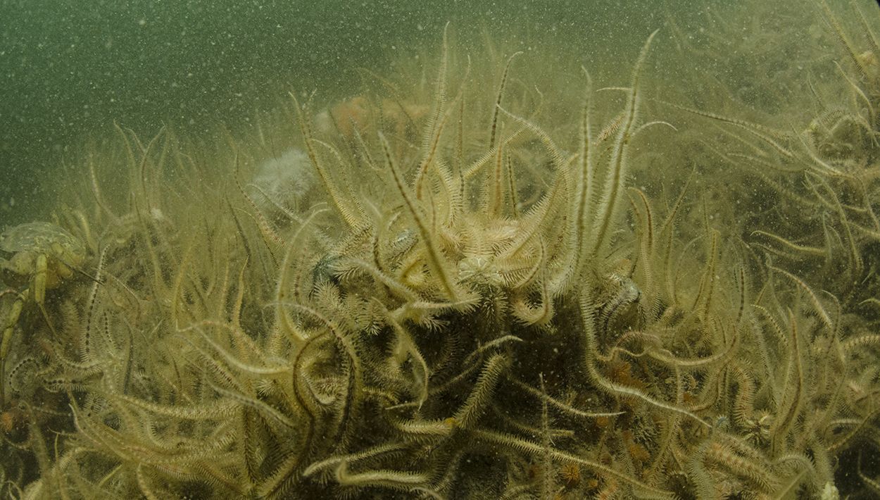 Brokkelsterren bedekken lokaal massaal de Oosterschelde-bodem en verdringen er andere zeedieren (foto: Peter H van Bragt)