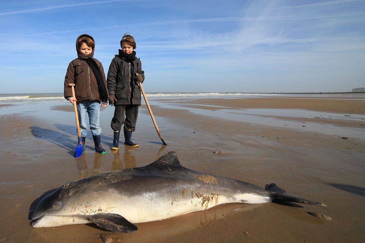 Voor de Bruinvis was 2013 een triest recordjaar: nooit spoelden ze zo massaal aan op onze stranden. (foto: BMM)