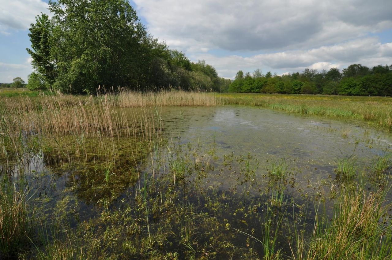 De Broskens in het stroomgebied van het Merkske waar de Knoflookpadden werden uitgezet (foto: Wim Verschraegen)