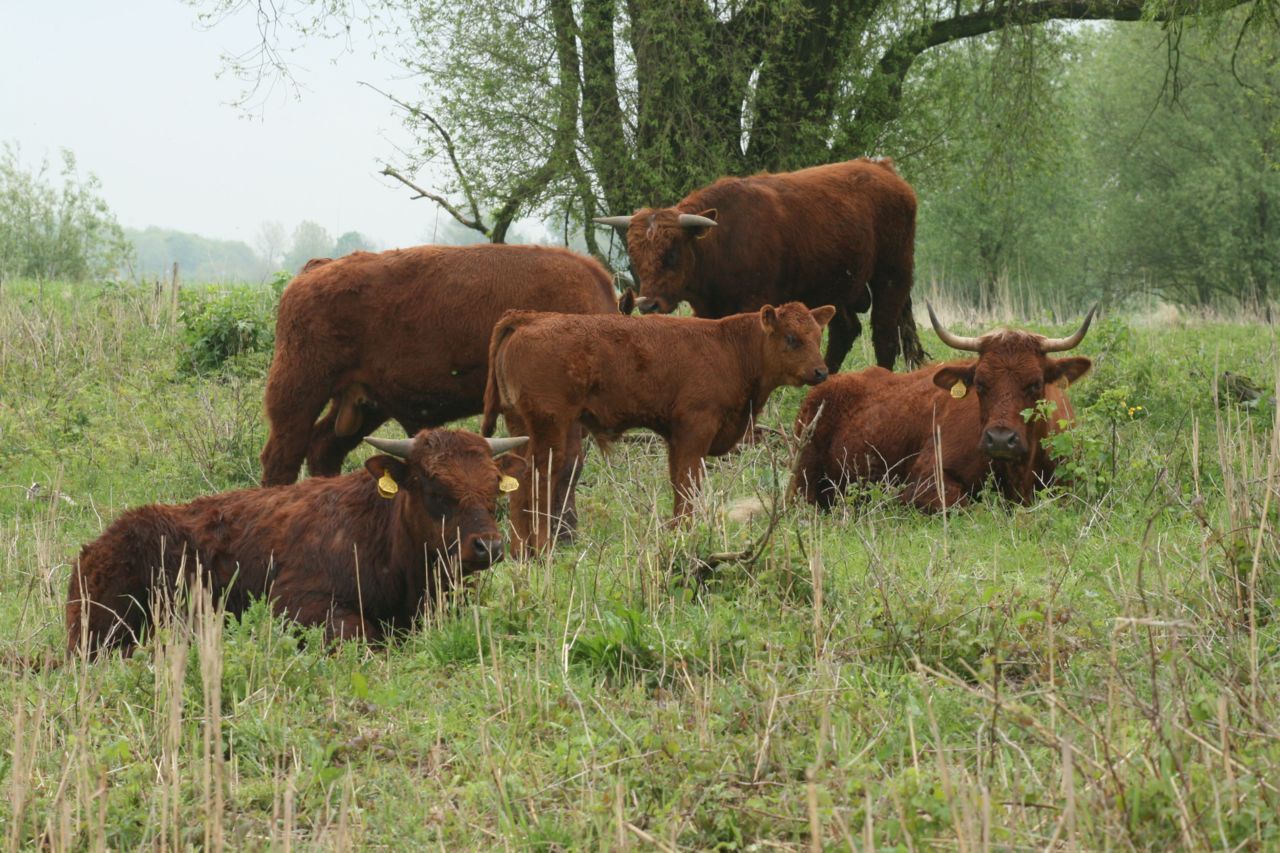 Familiegroep Rode Geuzen (foto: Tanja de Bode)