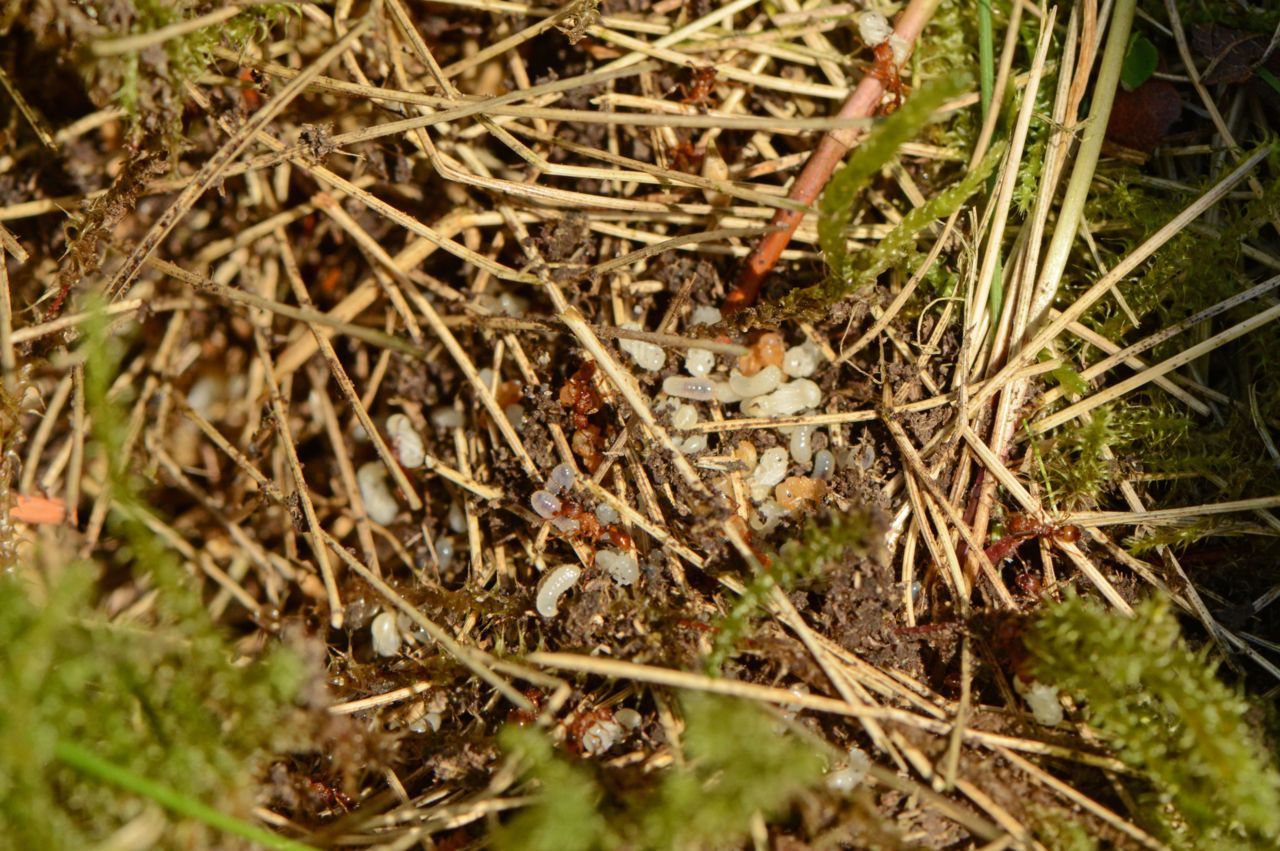 Geopend nest van de moerassteekmier. De werksters proberen de larven en poppen zo snel mogelijk in veiligheid te brengen (foto: Annika Vermaat)
