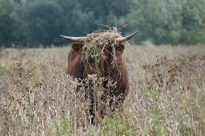Najaarruigte vol met zaaddragende planten als gevolg van natuurlijke begrazing, jonge stier vormt het landschap (foto: Tanja de Bode)