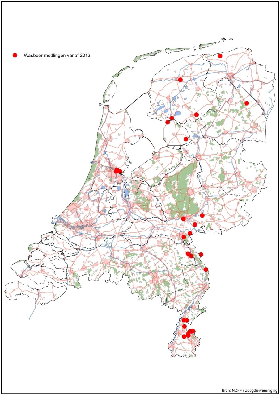 De wollig geschubde hoed is typisch voor de Zwarte amaniet (Foto: Eric Daelemans)