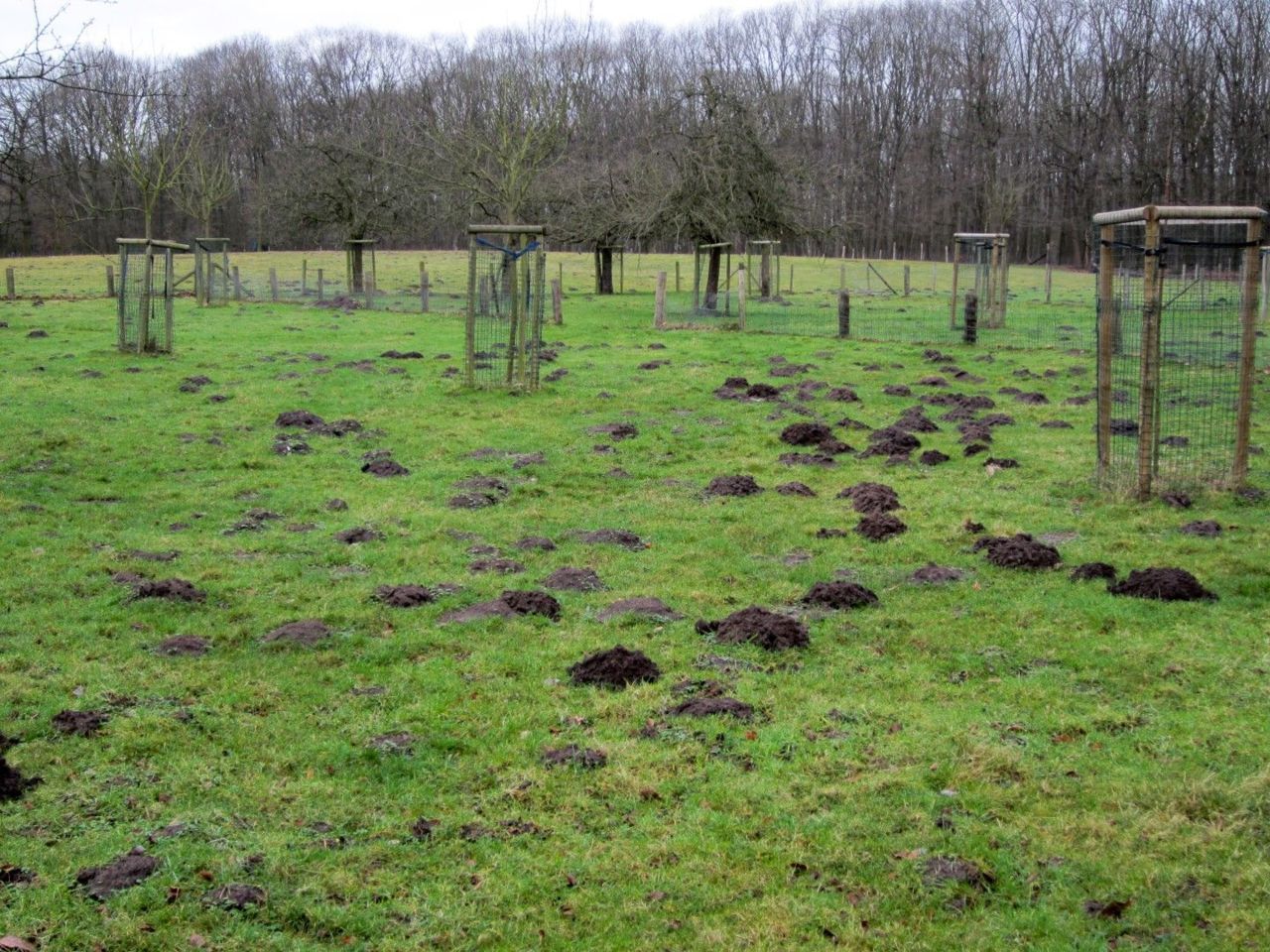 Hoewel een gazon soms vergeven lijkt van de mollen, huisvest een doorsnee Vlaamse tuin doorgaans slechts één territorium (Foto: Diemer Vercayie)