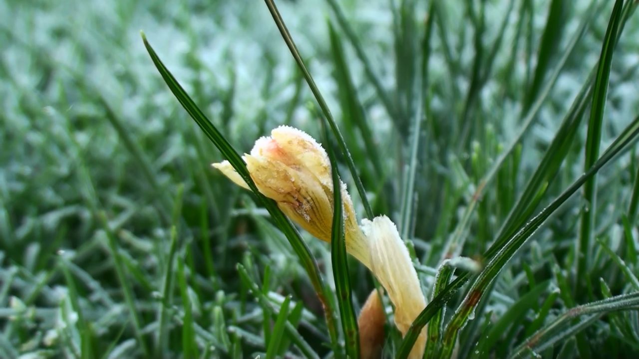 Bevroren krokus (foto: Arnold van Vliet)