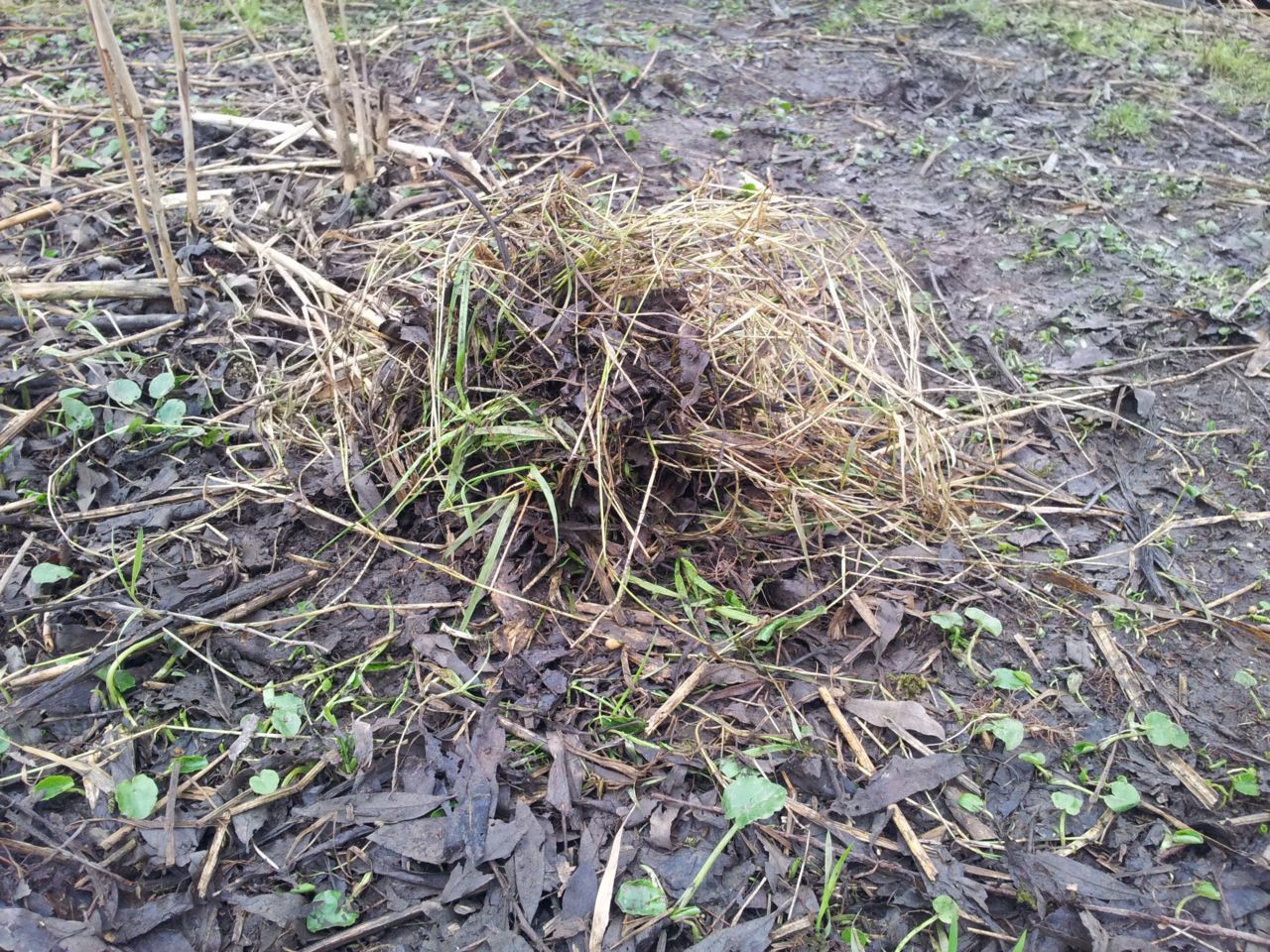 Bevergeilheuveltje. Bevergeil wordt gebruikt als smaakstof in voedsel... (foto: Sil Westra)