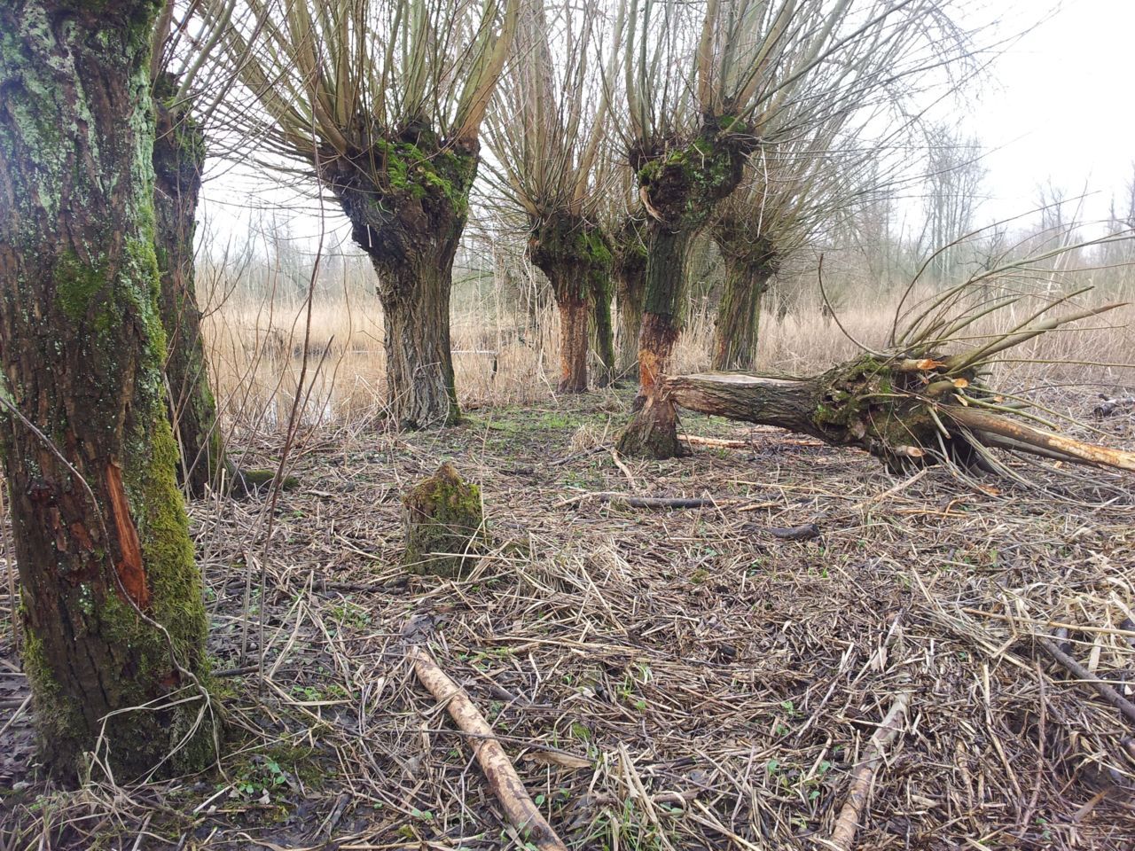 Bevervraat in de Biesbosch (foto: Sil Westra)