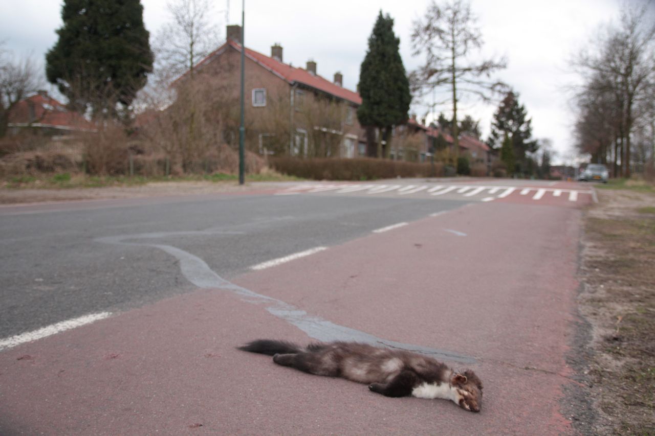 Steenmarterverkeersslachtoffer (foto: Maaike Plomp)