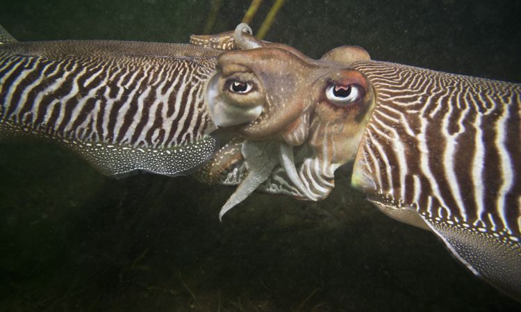 Parende Zeekatten, het mannetje (links) bevrucht het vrouwtje (foto: Peter H van Bragt)
