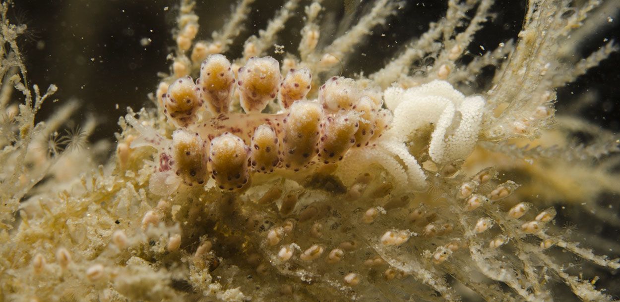 De Roodgevlekte kroonslak is de meest voorkomende kroonslak in onze kustwateren (foto: Peter H van Bragt)