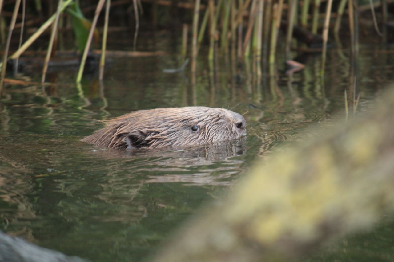 Bever (foto: Maaike Plomp)