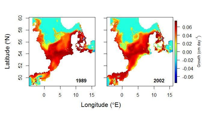 Deze habitatkaart van de Noordzee voor jonge schol (zo’n 25 cm groot) laat zien dat sinds 1989 de kustzones van rood (hoge potentiële groeisnelheid jonge schol) naar geel (lage groeisnelheid) en lokaal naar groenblauw (negatieve groeisnelheid) zijn verkleurd. Het recent ontwikkelde model toont aan dat de kustzones vanaf 2002 een ongeschikte habitat zijn voor jonge schol van deze grootte. (figuur: IMARES)