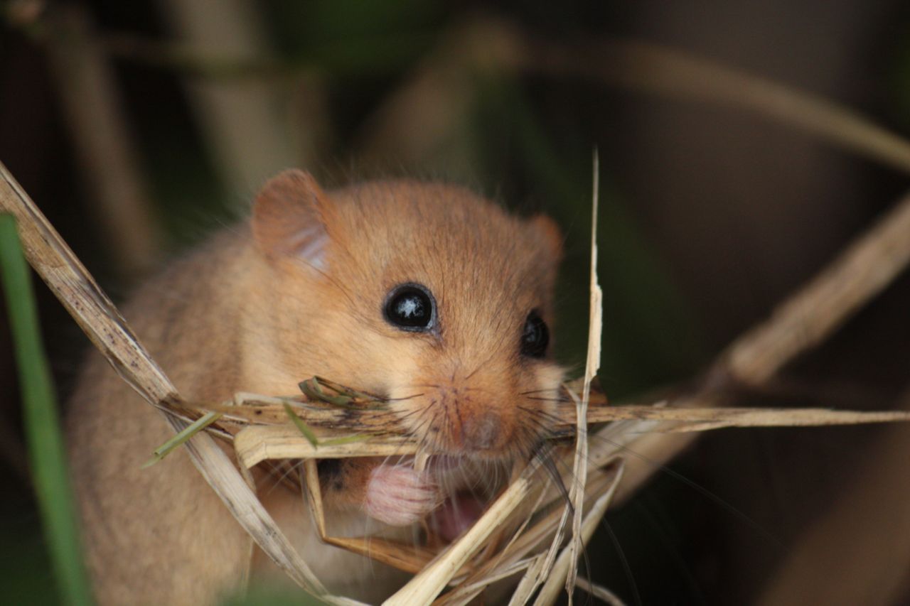 Hazelmuis (foto: Maaike Plomp)