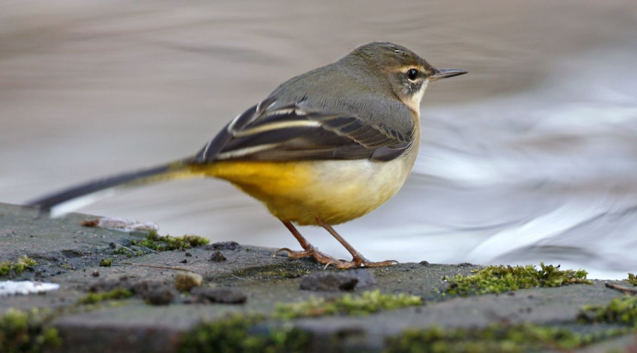 Grote gele kwikstaart (foto: Koos Dansen)