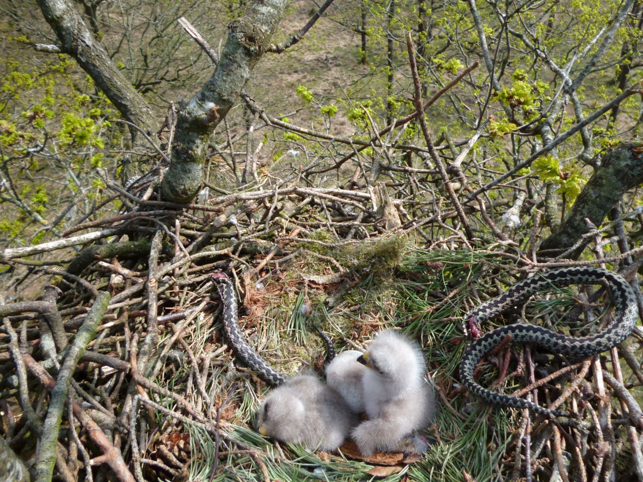 Adders op het menu van de buizerd (foto: Rob Bijlsma)