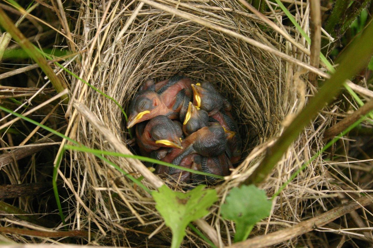Een nest met jonge geelgorzen in een faunarand (foto: Werkgroep Grauwe Kiekendief)