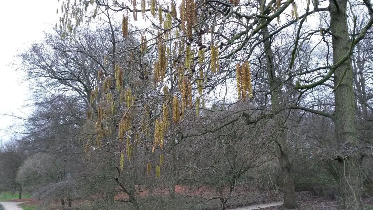 Bloei van de Kaukasische els in Wageningen op 23 december 2013 (foto: Arnold van Vliet)