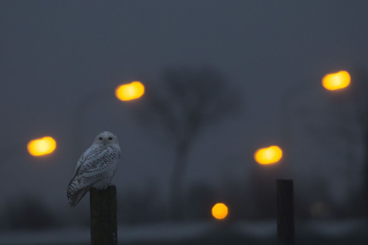 De Sneeuwuil, enkele dagen geleden in de Korteboeken. (foto: Koen Lepla)