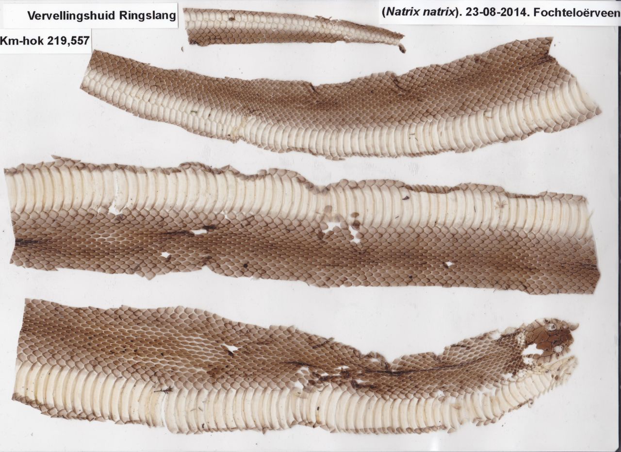 Slangenhemd ringslang, gevonden 23 augustus 2014 aan de rand van het Fochteloërveen (foto: Richard de Jong)