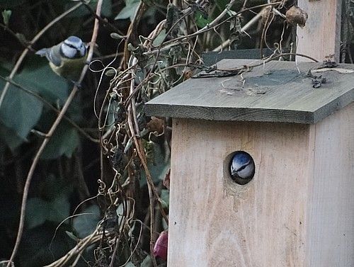 Paartje pimpelmeesjes bij nestkast op 7 januari 2014 (foto: Tineke Heidenis)