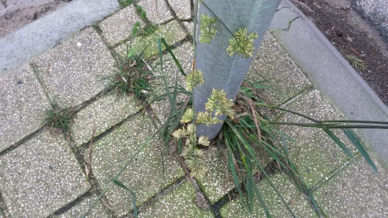 Bloeiend kropaar op 11 januari in Ede (foto: Arnold van Vliet)