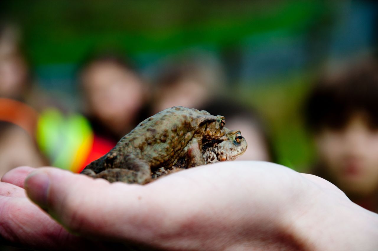 Padden spreiden hun trek dit jaar. (foto: Hendrik Moeremans)