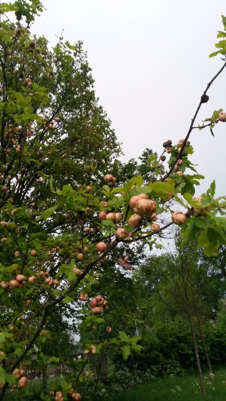 Groot aantal aardappelgallen aan zomereiken (foto: Arnold van Vliet)