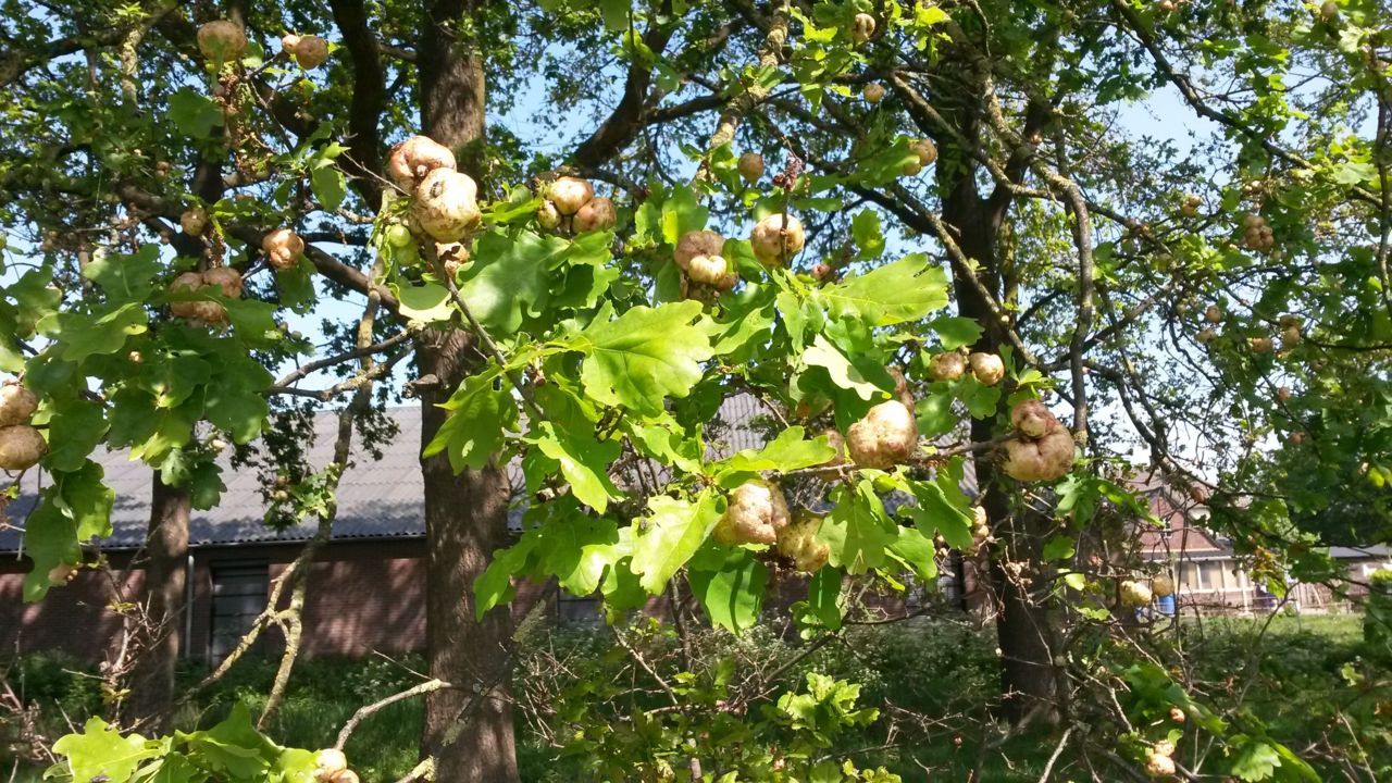 Zomereik vol met aardappelgallen op maandag 5 mei 2014 te Ede (foto: Arnold van Vliet)