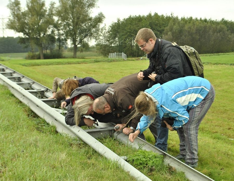 Weinig van de langsrijdende automobilisten zullen hebben begrepen dat er hier gezocht werd naar argusvlinderrupsen (foto: Anthonie Stip)